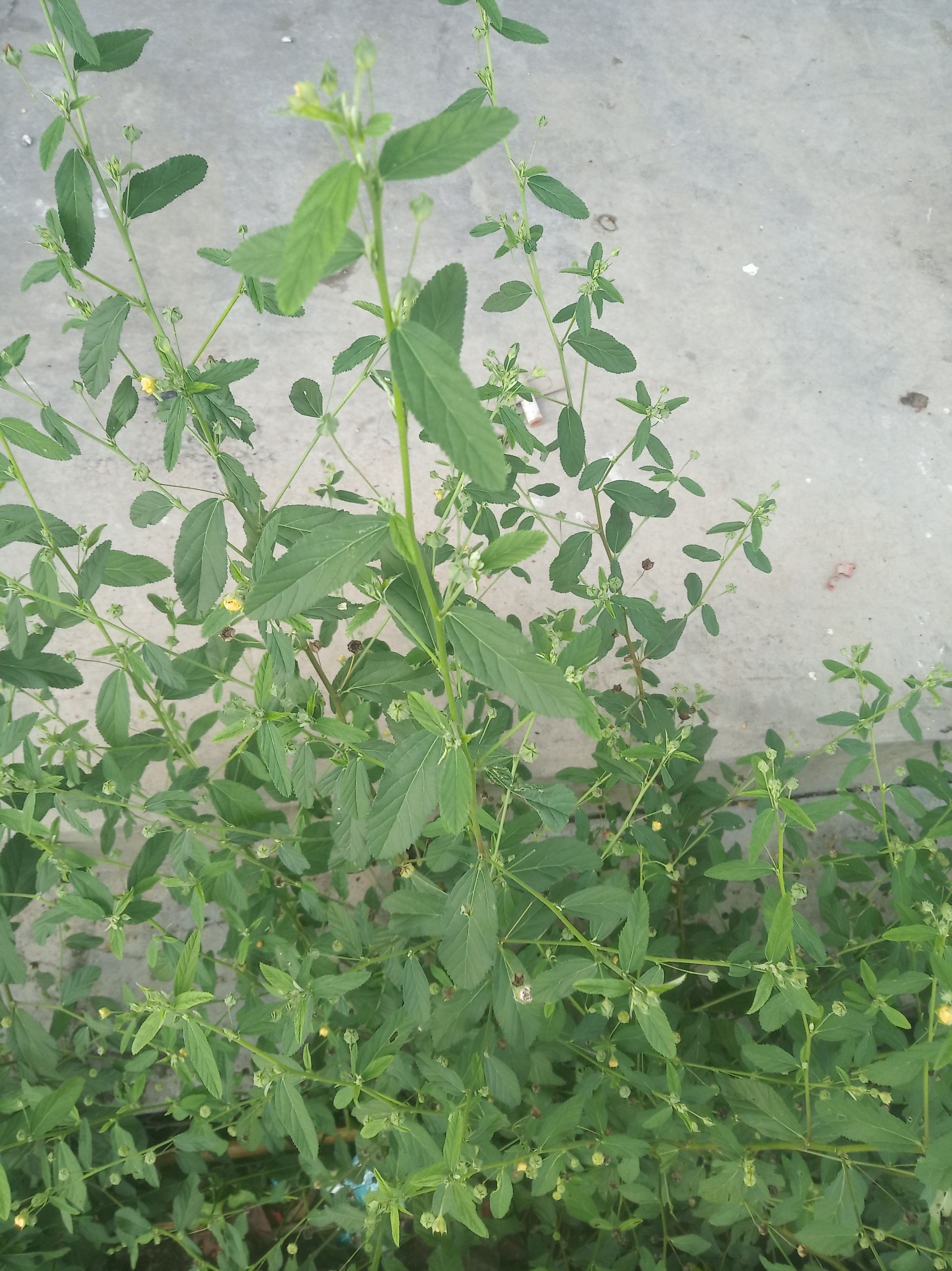 白背黄花稔.jpg