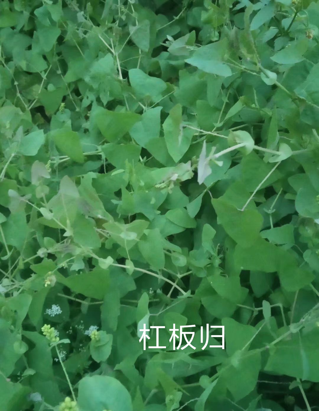杠板归.jpg