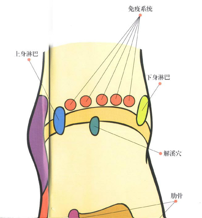 据｛足部反射区学说｝，内解溪对应下身淋巴腺，外解溪对应上身淋巴腺。.jpg
