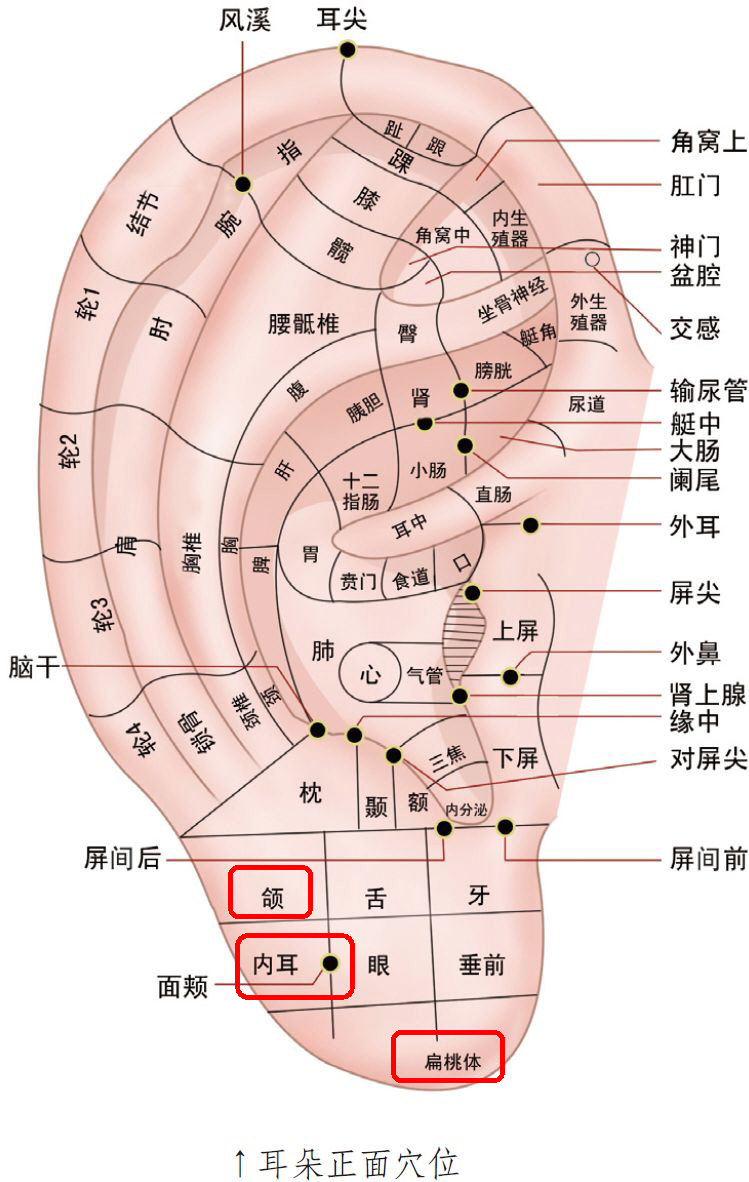 二、耳垂是头面部反射区，尤其是耳垂尖，是扁桃体穴.jpg