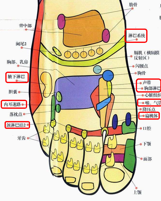 三、双手背、双足背，是胆经和三焦经所过，同时为胸部淋巴腺反射区.jpg