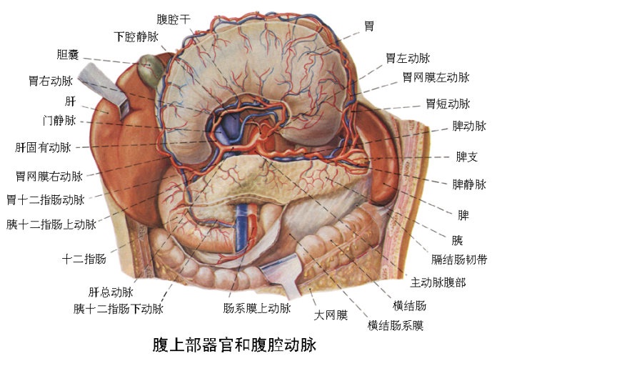 腹上部器官和腹腔动脉.jpg