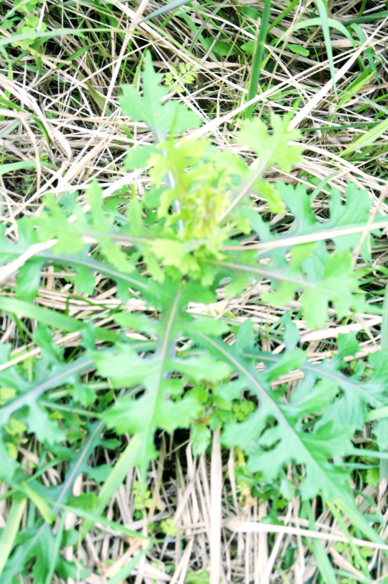 DSC01554_conew1.jpg