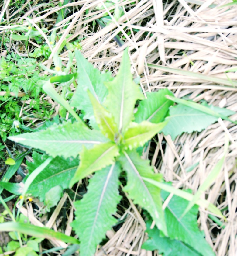 DSC01555_conew1.jpg