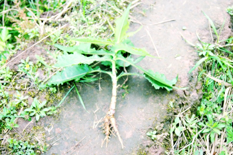 DSC01556_conew1.jpg