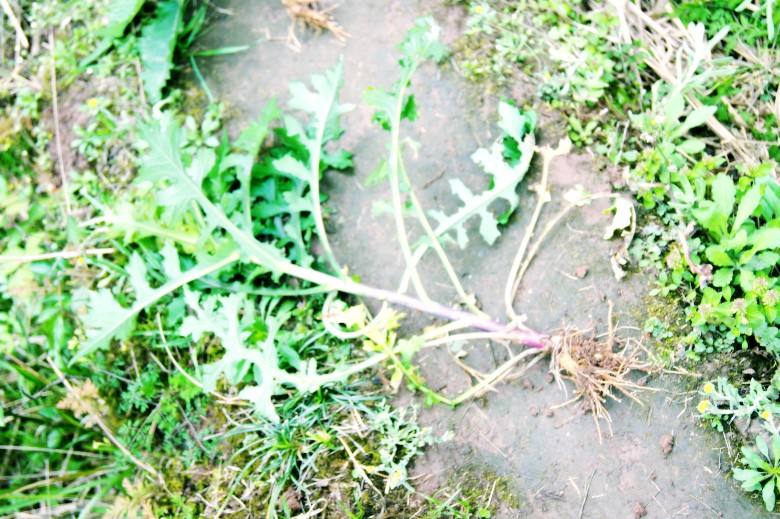 DSC01557_conew1.jpg