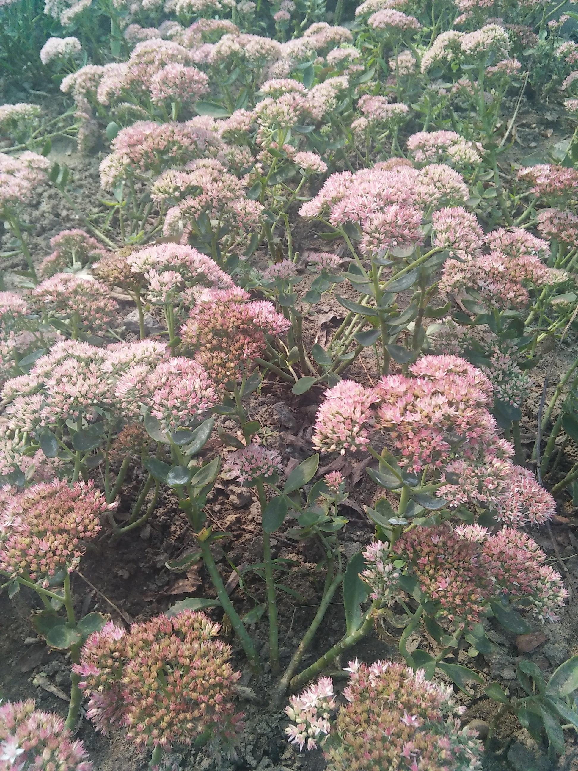 IMG20160922115735.jpg