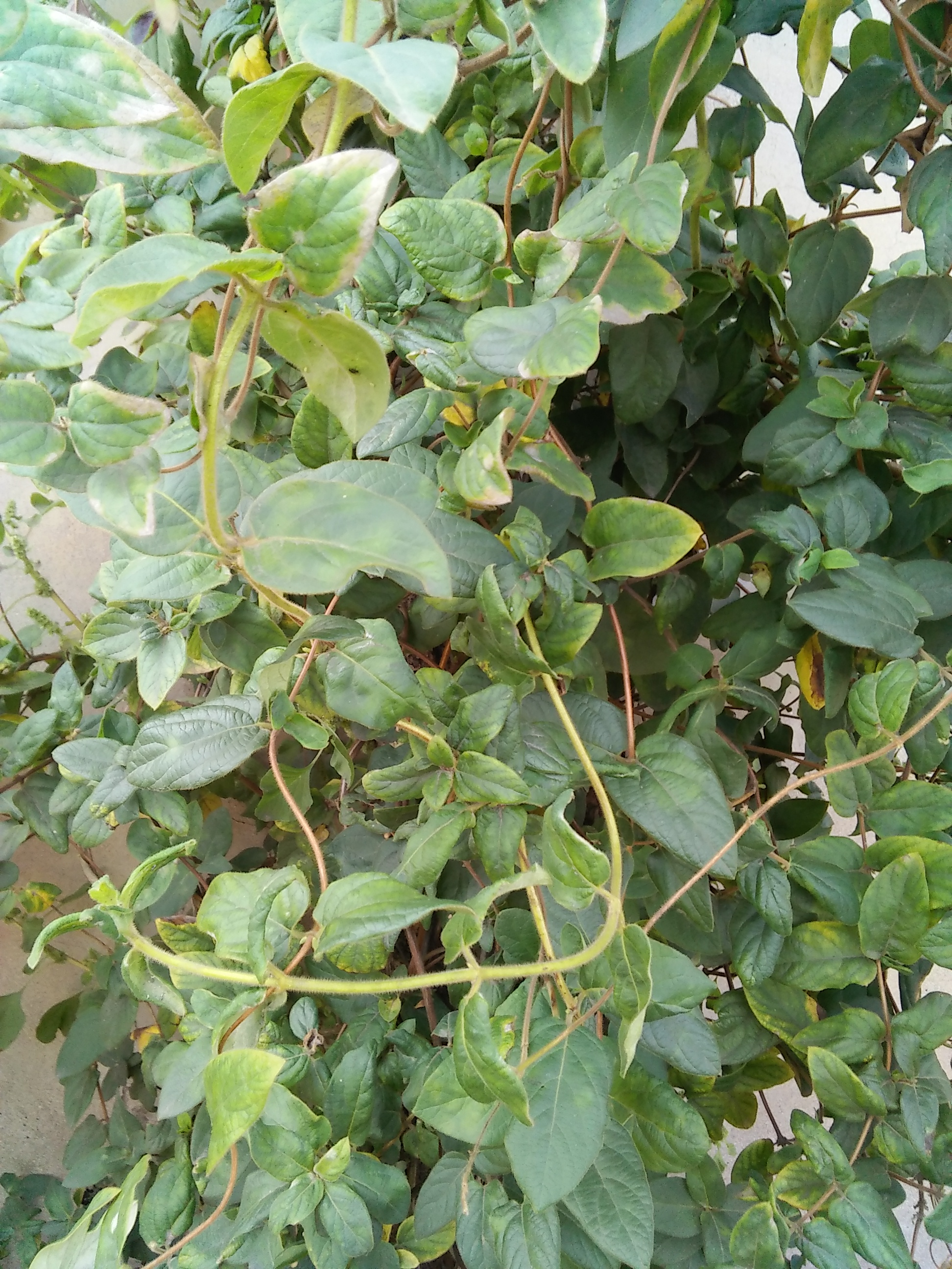 IMG20161022132841.jpg