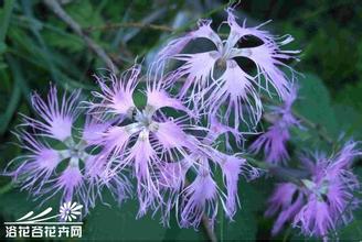 u=1361081639,2241451347&fm=21&gp=0.jpg
