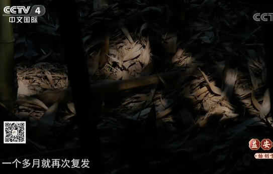 胰腺癌患者吃甲鱼后一个月就复发的案例_001.jpg