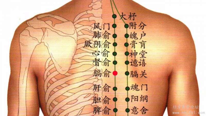 八会穴之血会膈俞位于背部第7胸椎棘突下旁开1.5寸处，位于人体的“造血中心”。.jpg