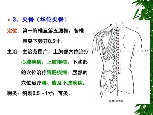 华佗夹脊穴的定位主治与刺灸法.jpg