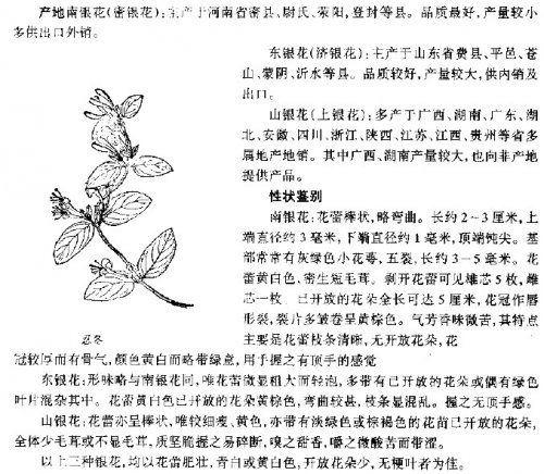 jinyinhua.jpg