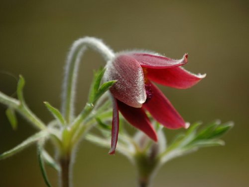 白头翁花.jpg
