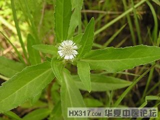 旱莲草.jpg