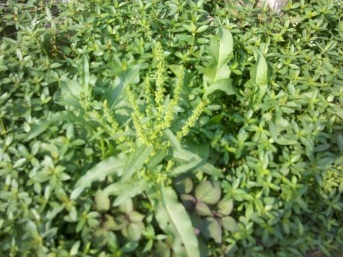2011-06-02_10-01-37_899.jpg