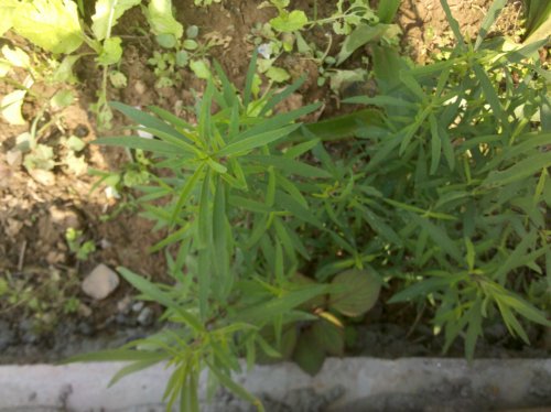 2011-06-02_10-04-14_976.jpg