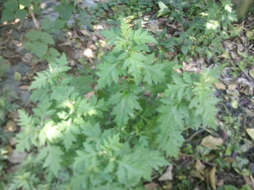 2011-06-02_10-04-46_67.jpg