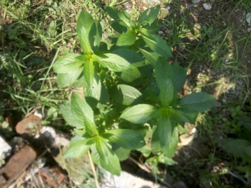 2011-06-02_10-05-20_468.jpg