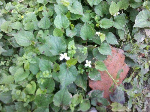 2011-06-02_10-05-32_515.jpg