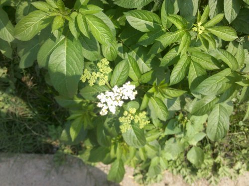 2011-06-02_10-30-04_767.jpg