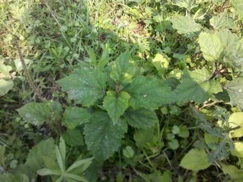 2011-06-02_10-35-04_749.jpg