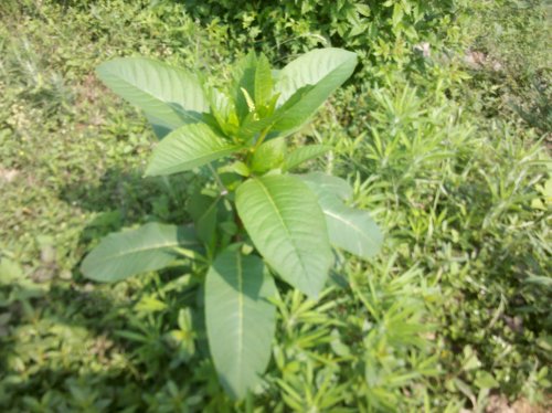 2011-06-02_10-36-08_837.jpg