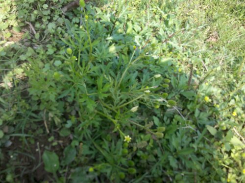 2011-06-02_10-36-58_719.jpg