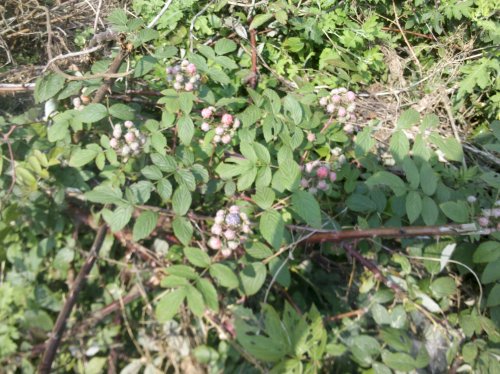 2011-06-02_10-39-17_742.jpg