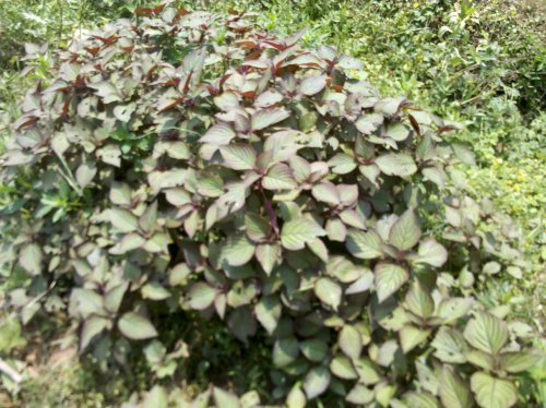 2011-06-02_10-57-16_924.jpg