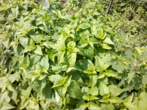 2011-06-02_11-00-13_159.jpg