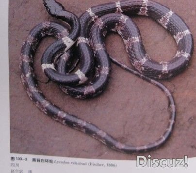 蛇6.jpg
