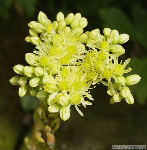 sedum-sediforme.jpg