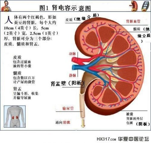 肾解剖图.jpg