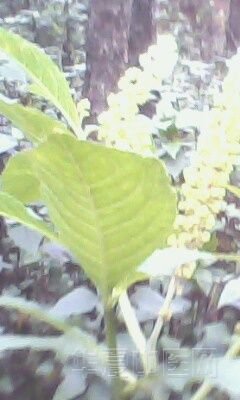 IMG0028A.jpg