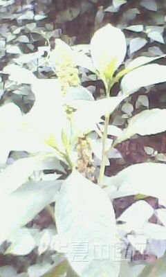 IMG0029A.jpg