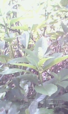 IMG0030A.jpg
