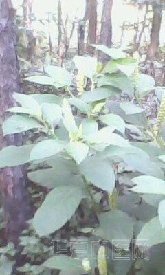 IMG0031A.jpg