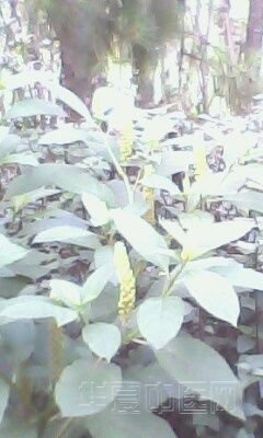 IMG0032A.jpg