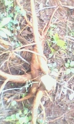 IMG0033A.jpg