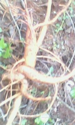 IMG0034A.jpg