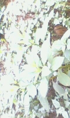 IMG0035A.jpg