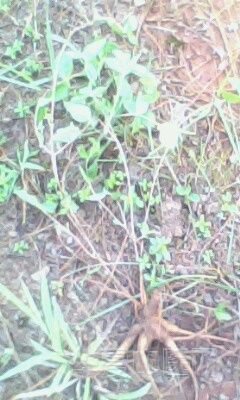 IMG0036A.jpg