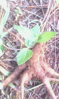 IMG0037A.jpg