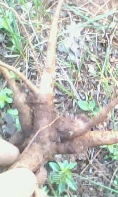 IMG0038A.jpg