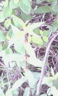 IMG0039A.jpg