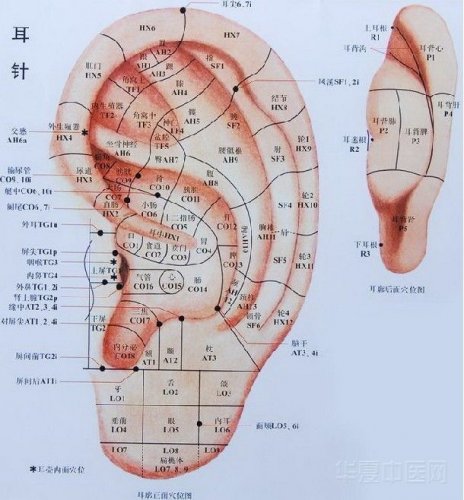耳穴.jpg
