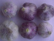 紫皮大蒜.jpg