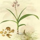 白芨末.jpg
