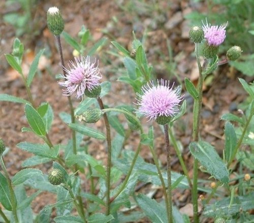 小蓟(刺儿菜).jpg